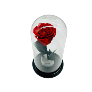 Red Everlasting Rose