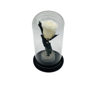 White Everlasting Rose