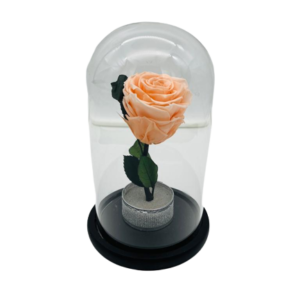 Peach Everlasting Rose