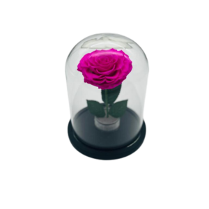 Pink Everlasting Rose