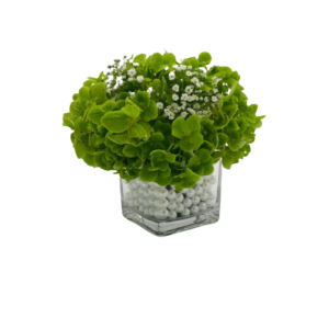 Green Hydrangea Glass Vase Arrangement